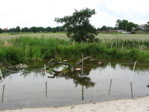 Teich 2010.JPG