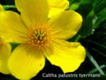 K1024_Caltha palustris tyermanii.JPG K1024_Caltha palustris tyermanii.JPG