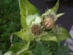 K1024_Cirsium oleraceum r.JPG K1024_Cirsium oleraceum r.JPG