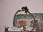 Sunny 200814 5.JPG