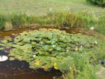 Teich2014_027.jpg Teich2014_027.jpg
