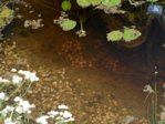 Teich2014_025.jpg Teich2014_025.jpg