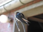 Sunny 280814 9.JPG
