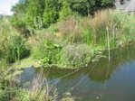 Tümpel 040914 13.JPG
