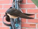 Sunny IMG_0127.JPG
