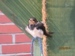 Sunny IMG_0130.JPG
