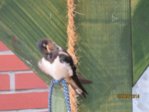 Sunny IMG_0132.JPG