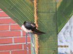 Sunny IMG_0134.JPG