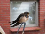Sunny IMG_0135.JPG