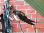 Sunny IMG_0138.JPG