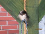 Sunny IMG_0141.JPG