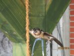 Sunny IMG_0197.JPG