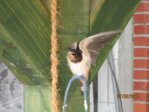 Sunny IMG_0203.JPG
