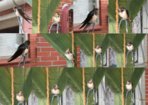 Sunny Photomontage Beobachten.jpg