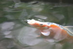140808 - Teich und Fische (13).jpg