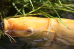 140808 - Teich und Fische (19).jpg