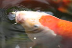 140808 - Teich und Fische (20).jpg