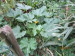 Garten Beete IMG_0472.JPG