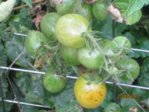 Garten Beete IMG_0476.JPG