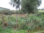 Garten Beete IMG_0482.JPG