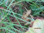 Frosch IMG_0502.JPG