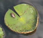 Schnecke beim Fressen an Seerosenblätter 0211.jpg Schnecke beim Fressen an Seerosenblätter 0211.jpg