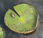 Schnecke beim Fressen an Seerosenblätter 0211.jpg