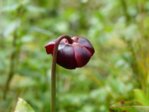 P1010745_665.JPG