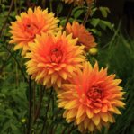 Dahlie_Glory_3 of a kind_orange_2_600.JPG