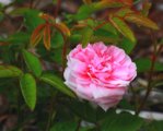 Wildrose_centifoliamuscosa_pink3_640.JPG