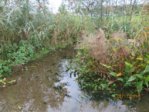 Tümpel IMG_1043.JPG