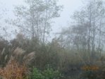 Tümpel IMG_1305.JPG