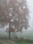 magisch Black  IMG_1282.JPG