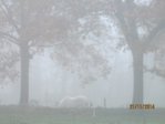magisch Black  IMG_1301.JPG