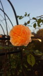 20141127_092135.jpg