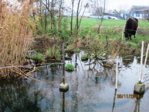 Tümpel IMG_1379.JPG