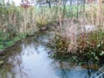 Tümpel IMG_1381.JPG