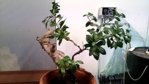 bonsai02.JPG