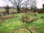 Garten IMG_1441.JPG