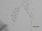 Spinnennetz IMG_0176.JPG