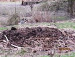 Beete IMG_0604.JPG