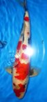 150330 - 1 - Flash - 41 cm.jpg