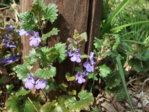 DSCF2255.JPG DSCF2255.JPG