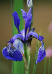 Iris Teich blau verkl.jpg