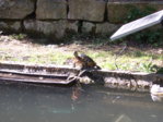 DSCF2260.JPG