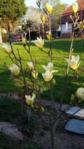 magnolie.jpg