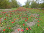 Britzer Garten 2015 053.JPG