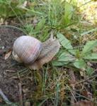 schnecke.JPG