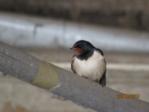 Sunny IMG_1374.JPG