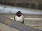 Sunny IMG_1376.JPG